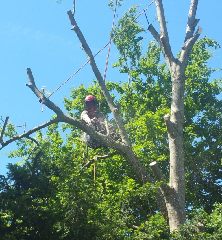 Forest and Garden Timber Services